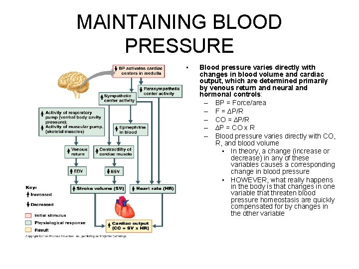 MAINTAINING BLOOD PRESSURE • Blood pressure varies directly with changes in blood volume and