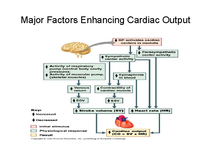 Major Factors Enhancing Cardiac Output 