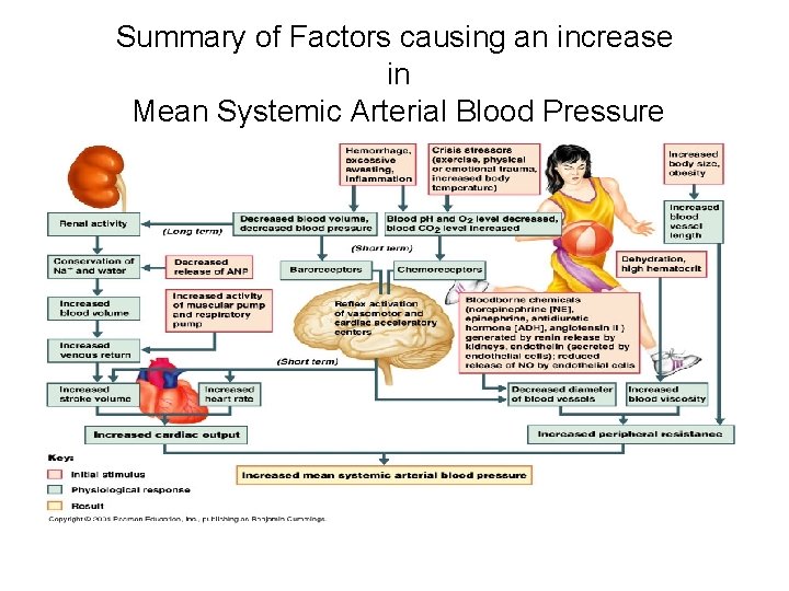 Summary of Factors causing an increase in Mean Systemic Arterial Blood Pressure 