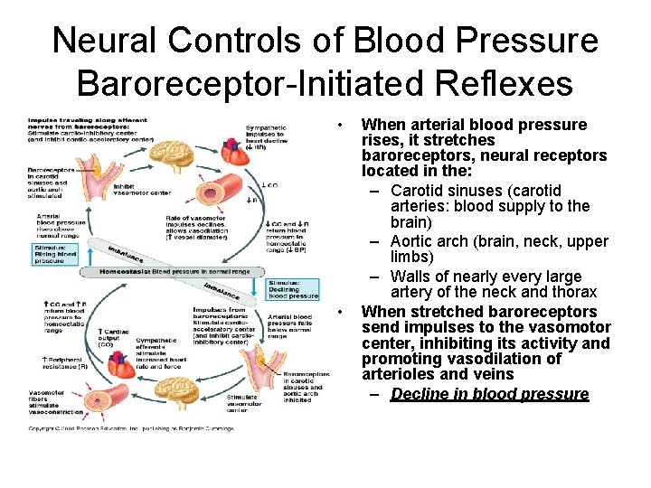 Neural Controls of Blood Pressure Baroreceptor-Initiated Reflexes • • When arterial blood pressure rises,