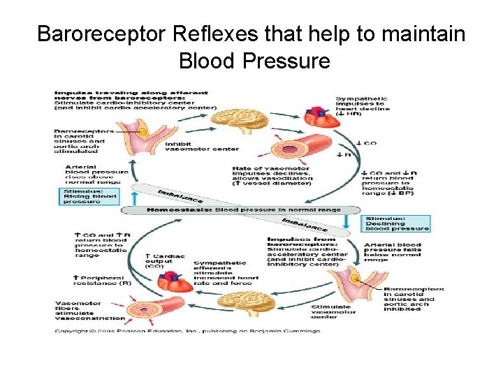 Baroreceptor Reflexes that help to maintain Blood Pressure 