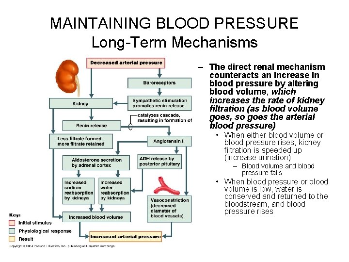 MAINTAINING BLOOD PRESSURE Long-Term Mechanisms – The direct renal mechanism counteracts an increase in