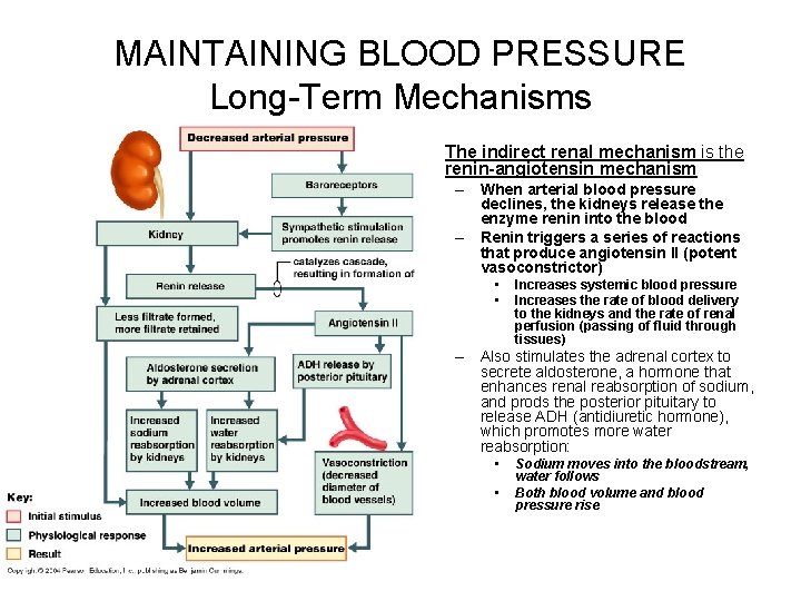 MAINTAINING BLOOD PRESSURE Long-Term Mechanisms • The indirect renal mechanism is the renin-angiotensin mechanism