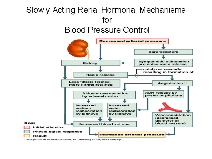 Slowly Acting Renal Hormonal Mechanisms for Blood Pressure Control 