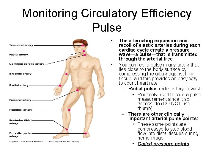 Monitoring Circulatory Efficiency Pulse • • The alternating expansion and recoil of elastic arteries