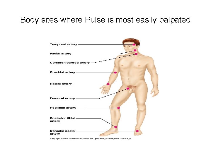 Body sites where Pulse is most easily palpated 