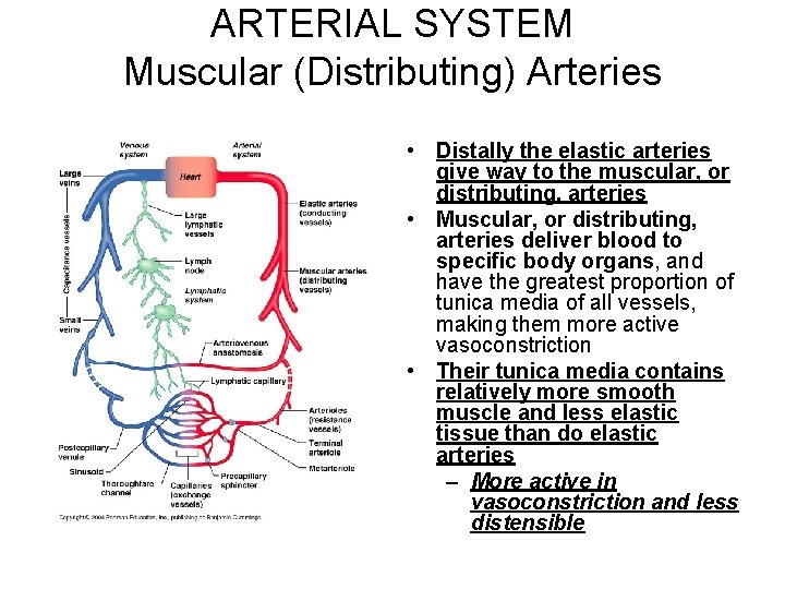 ARTERIAL SYSTEM Muscular (Distributing) Arteries • Distally the elastic arteries give way to the