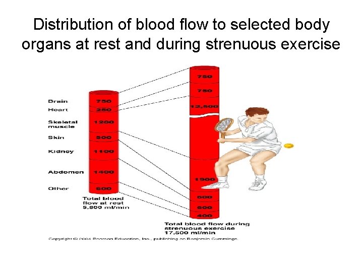Distribution of blood flow to selected body organs at rest and during strenuous exercise