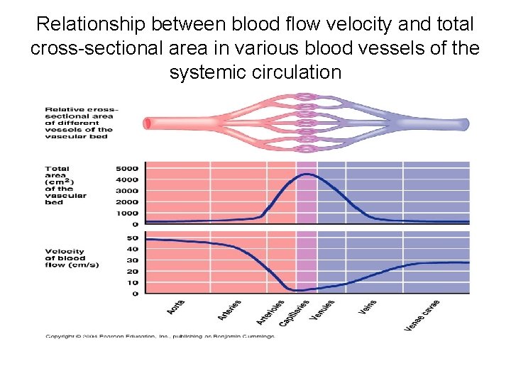 Relationship between blood flow velocity and total cross-sectional area in various blood vessels of