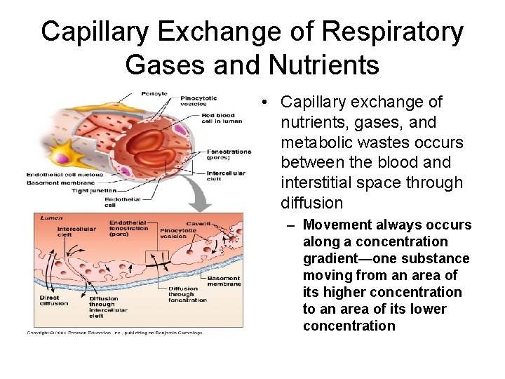 Capillary Exchange of Respiratory Gases and Nutrients • Capillary exchange of nutrients, gases, and