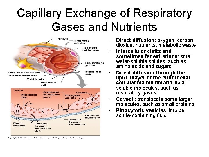 Capillary Exchange of Respiratory Gases and Nutrients • • • Direct diffusion: oxygen, carbon