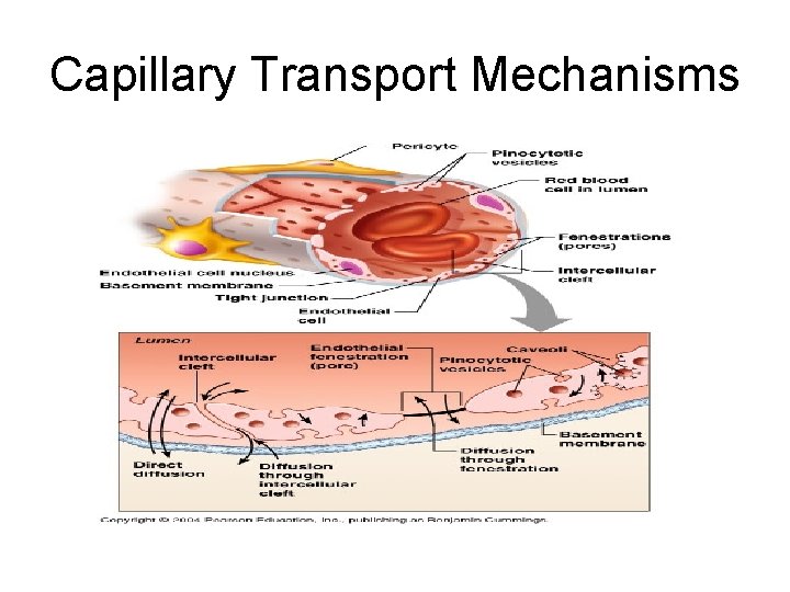 Capillary Transport Mechanisms 