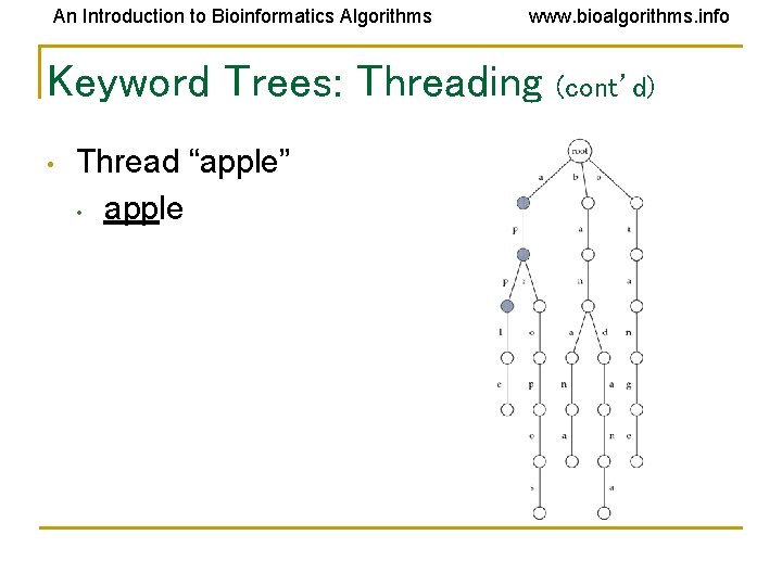 An Introduction to Bioinformatics Algorithms www. bioalgorithms. info Keyword Trees: Threading • Thread “apple”