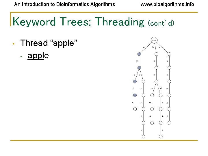 An Introduction to Bioinformatics Algorithms www. bioalgorithms. info Keyword Trees: Threading • Thread “apple” An Introduction to Bioinformatics Algorithms www. bioalgorithms. info Keyword Trees: Threading • Thread “apple”