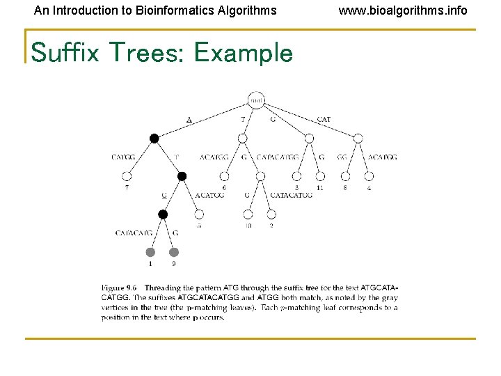 An Introduction to Bioinformatics Algorithms Suffix Trees: Example www. bioalgorithms. info 