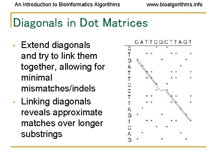 An Introduction to Bioinformatics Algorithms www. bioalgorithms. info Diagonals in Dot Matrices • •