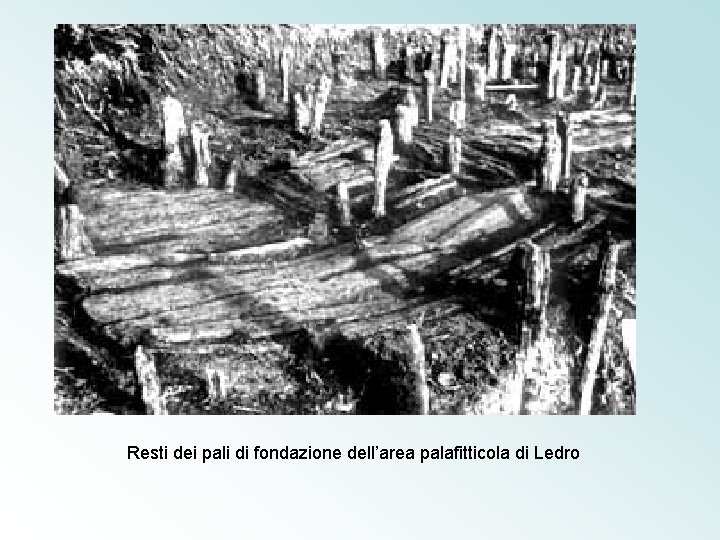 Resti dei pali di fondazione dell’area palafitticola di Ledro 