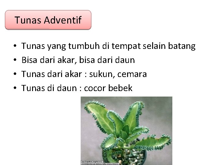 Tunas Adventif • • Tunas yang tumbuh di tempat selain batang Bisa dari akar,