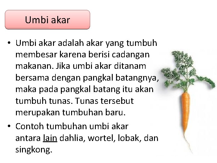 Umbi akar • Umbi akar adalah akar yang tumbuh membesar karena berisi cadangan makanan. Umbi akar • Umbi akar adalah akar yang tumbuh membesar karena berisi cadangan makanan.