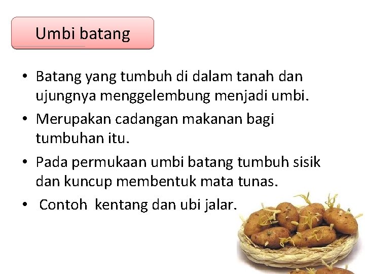 Umbi batang • Batang yang tumbuh di dalam tanah dan ujungnya menggelembung menjadi umbi. Umbi batang • Batang yang tumbuh di dalam tanah dan ujungnya menggelembung menjadi umbi.