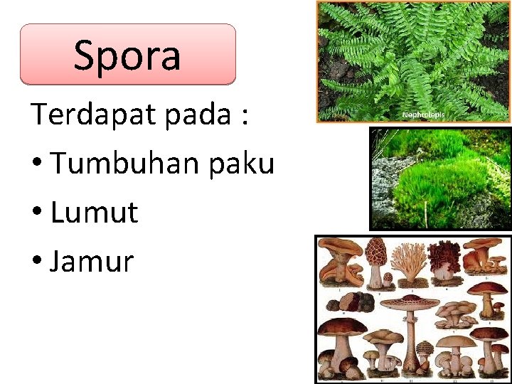 Spora Terdapat pada : • Tumbuhan paku • Lumut • Jamur 