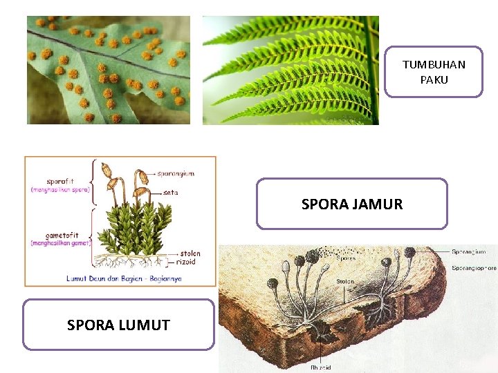 TUMBUHAN PAKU SPORA JAMUR SPORA LUMUT 