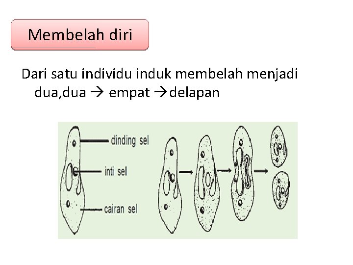 Membelah diri Dari satu individu induk membelah menjadi dua, dua empat delapan Membelah diri Dari satu individu induk membelah menjadi dua, dua empat delapan