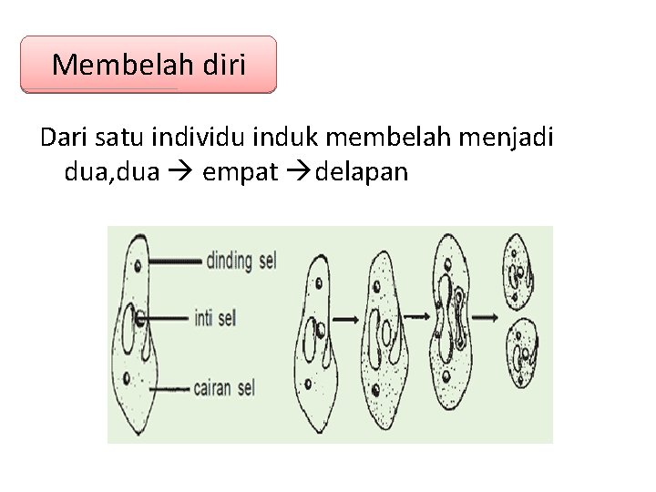 Membelah diri Dari satu individu induk membelah menjadi dua, dua empat delapan 