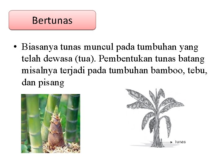 Bertunas • Biasanya tunas muncul pada tumbuhan yang telah dewasa (tua). Pembentukan tunas batang Bertunas • Biasanya tunas muncul pada tumbuhan yang telah dewasa (tua). Pembentukan tunas batang