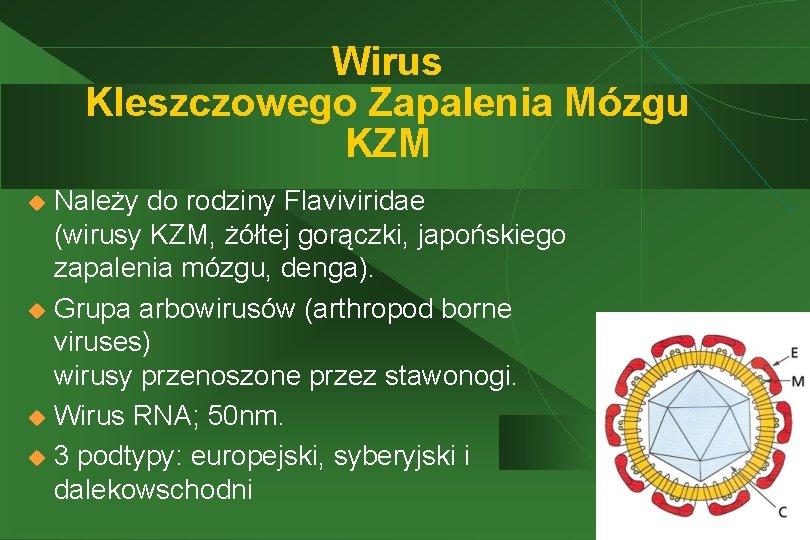 Wirus Kleszczowego Zapalenia Mózgu KZM Należy do rodziny Flaviviridae (wirusy KZM, żółtej gorączki, japońskiego