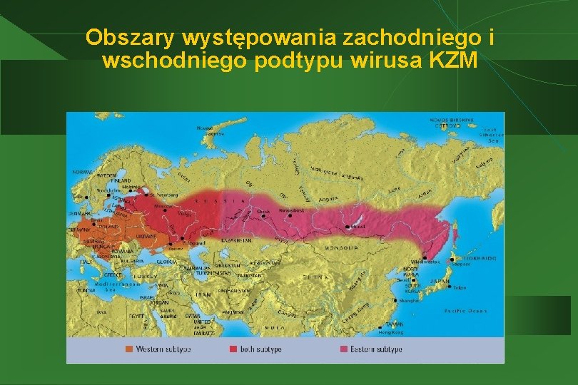 Obszary występowania zachodniego i wschodniego podtypu wirusa KZM 