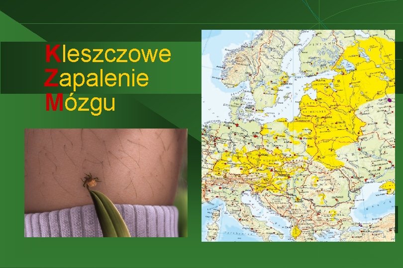 Kleszczowe Zapalenie Mózgu 