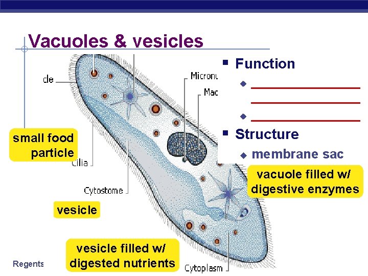 Vacuoles & vesicles § Function u u small food particle ________________ § Structure u