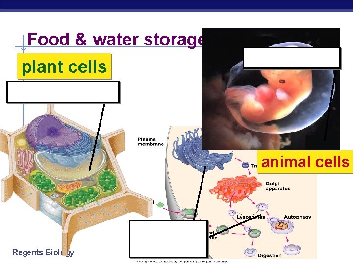 Food & water storage food vacuole plant cells central vacuole animal cells Regents Biology