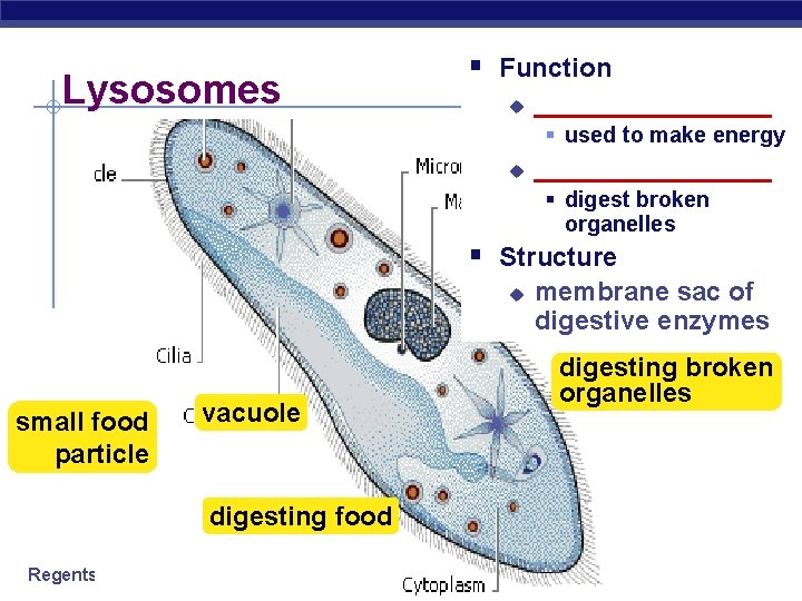 Lysosomes § Function u ________ § used to make energy u ________ § digest