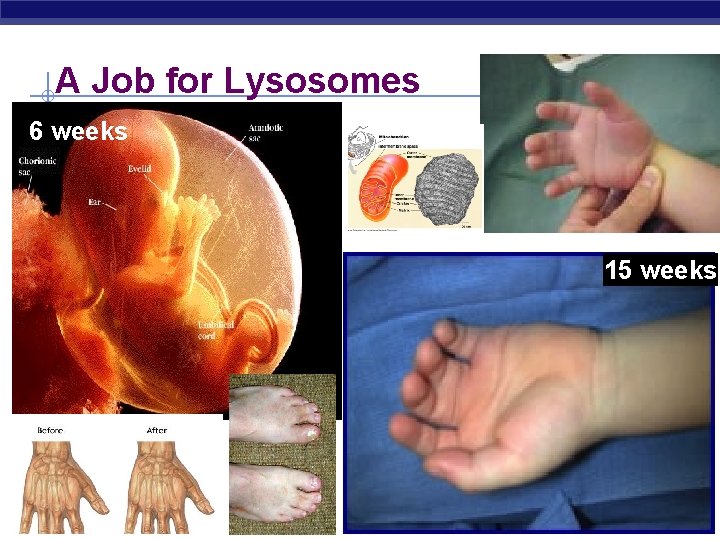 A Job for Lysosomes 6 weeks 15 weeks Regents Biology 