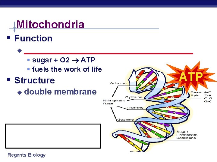 Mitochondria § Function u __________________ § sugar + O 2 ATP § fuels the