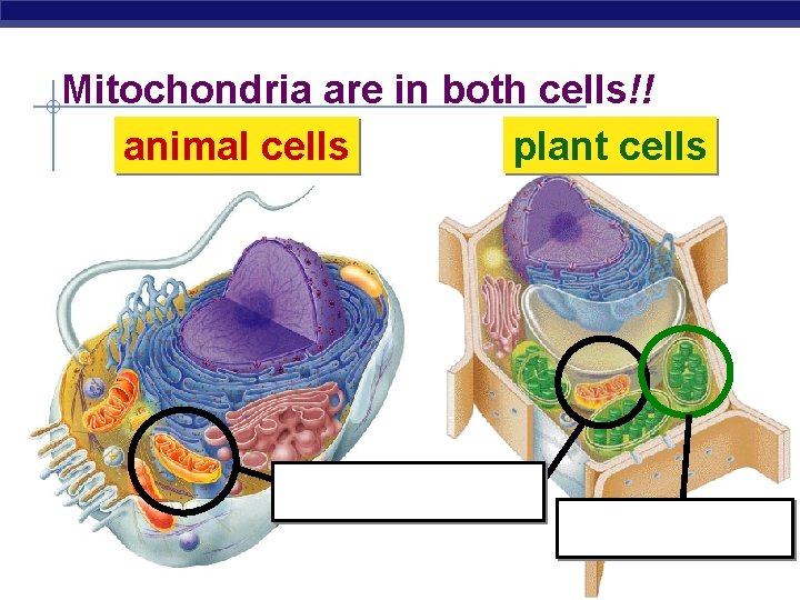 Mitochondria are in both cells!! animal cells plant cells mitochondria Regents Biology chloroplast 