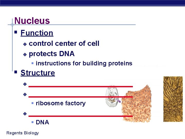 Nucleus § Function control center of cell u protects DNA u § instructions for