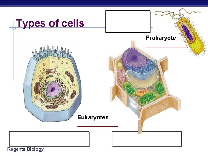 Types of cells bacteria cells Prokaryote _______ Eukaryotes _______ animal cells Regents Biology plant