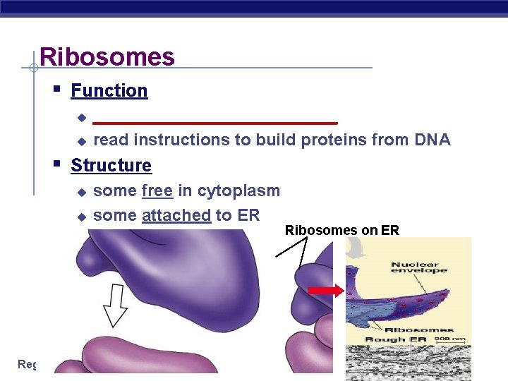 Ribosomes § Function u u _____________ read instructions to build proteins from DNA §