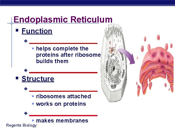 Endoplasmic Reticulum § Function u _________ § helps complete the proteins after ribosome builds