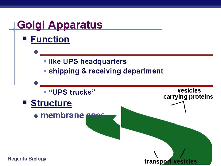 Golgi Apparatus § Function u __________________ § like UPS headquarters § shipping & receiving