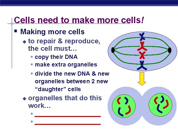 Cells need to make more cells! § Making more cells u to repair &