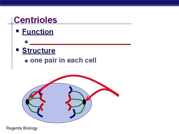 Centrioles § Function u _____________ § Structure u one pair in each cell Regents