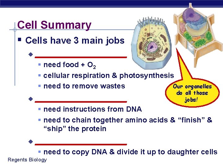 Cell Summary § Cells have 3 main jobs u __________ § need food +