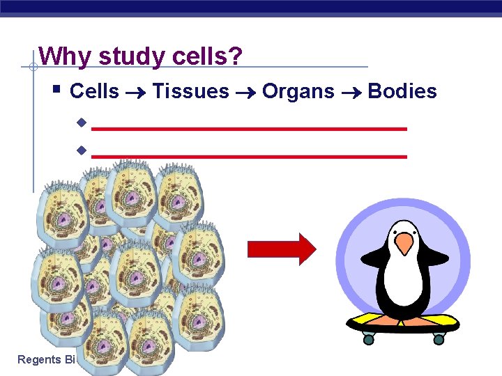 Why study cells? § Cells Tissues Organs Bodies _____________________________ u Regents Biology 