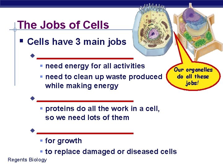 The Jobs of Cells § Cells have 3 main jobs u __________ § need