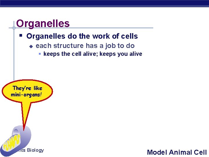 Organelles § Organelles do the work of cells u each structure has a job