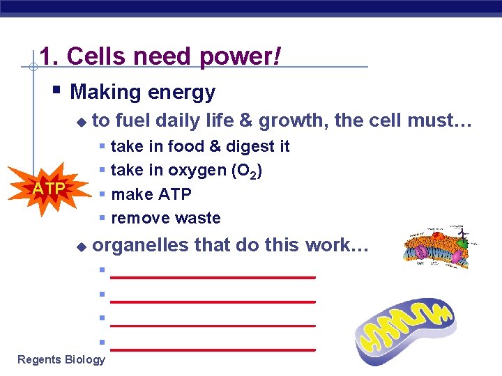 1. Cells need power! § Making energy u to fuel daily life & growth,